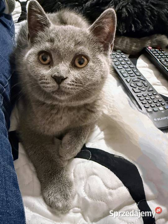 Kotek brytyjski krótkowłosy Kocurek Ryglice