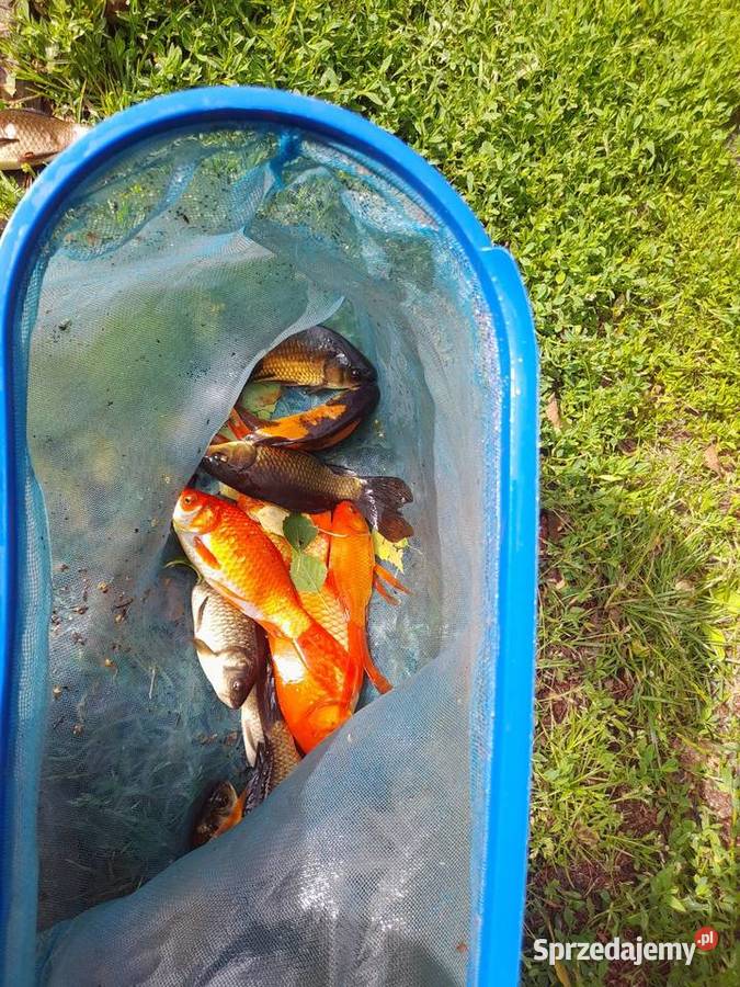 Żywe ryby karasie kolorowe ozdobne wegorzsumamur Konin