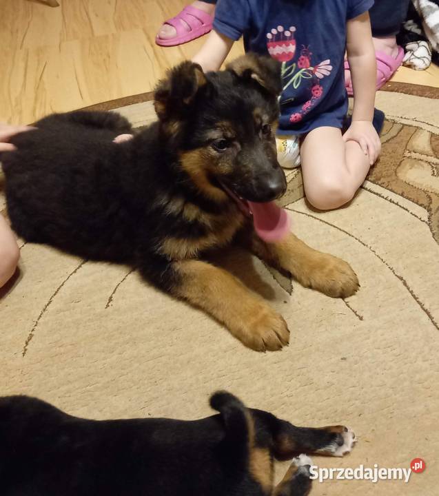 Oddam młodego Owczarka Niemieckiego Jasło