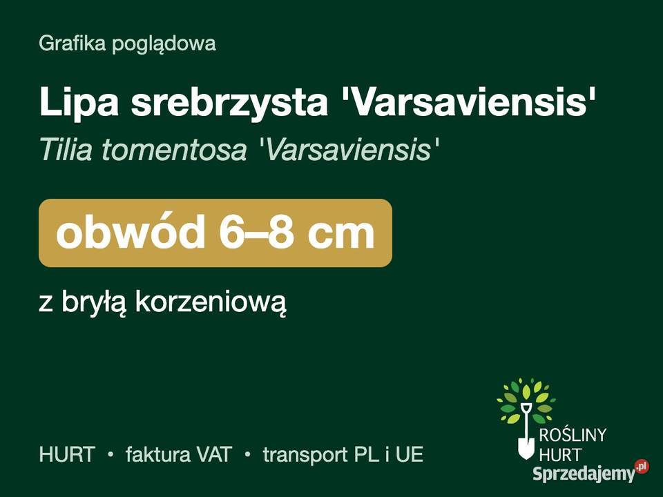 Lipa srebrzysta Varsaviensis obwód 68 z bryłą