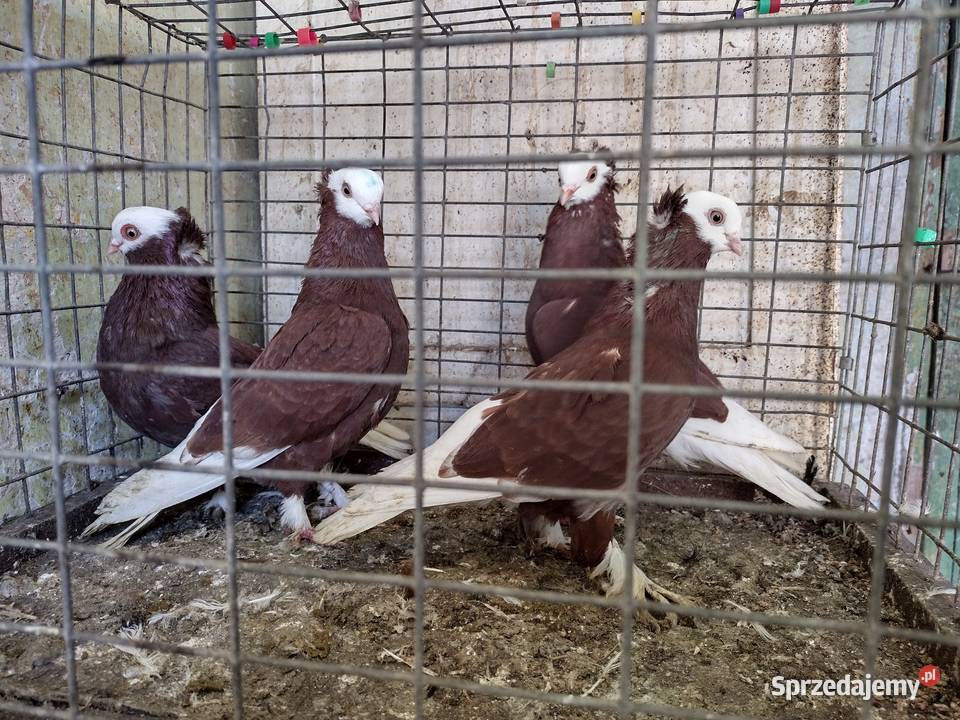 Gołębie Wajskopy różne kolory Wysyłka Aleksandrów Łódzki sprzedam