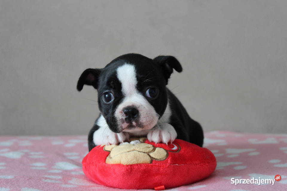BOSTON TERRIER ZKwP DOMINO Don Chesa Lu Grande Kraków