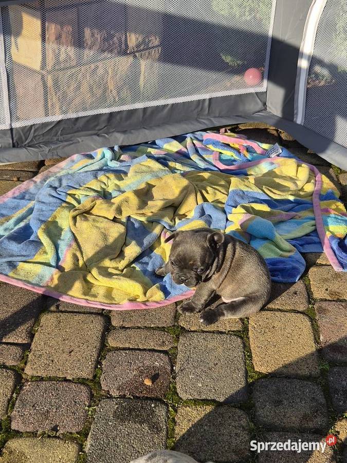 Buldogi francuskie Buldog podkarpackie Besko
