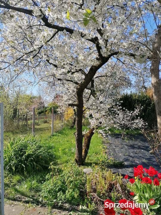 Działka ROD rekreacyjno warzywna polna Koszalin sprzedam