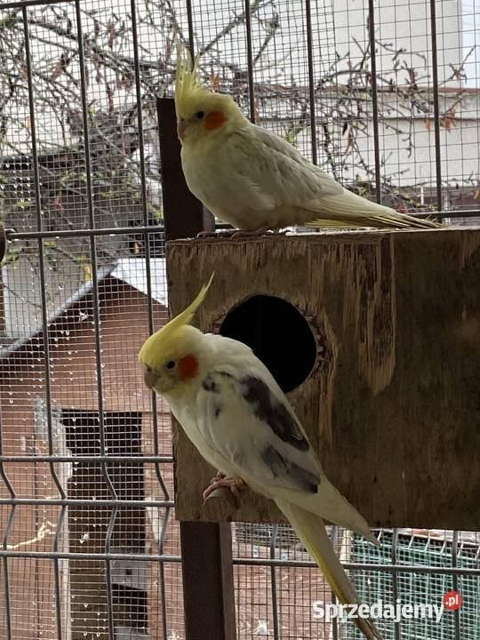 Sprzedam nimf Damasławek