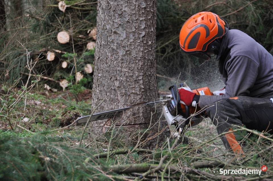 Wycinka drzew śląskie