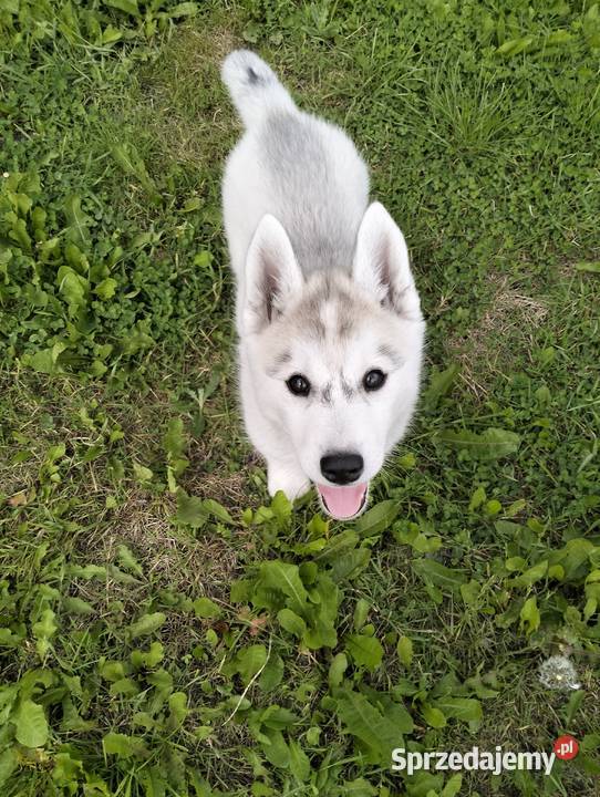 Suczka Siberian Husky ZKwP FCI GOTOWA DO ODBIORU Mielec