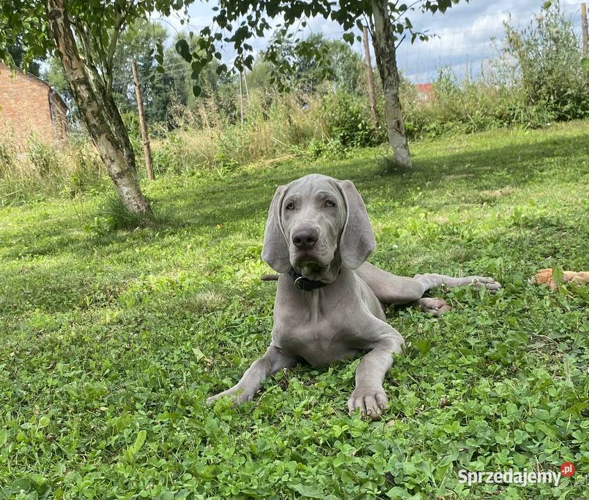 Szczeniak Wyżeł weimarski pies Kraków