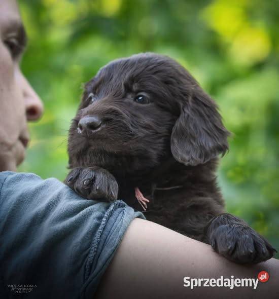 FlatCoated Retriever ZKwP FCI czarne i Tarnów