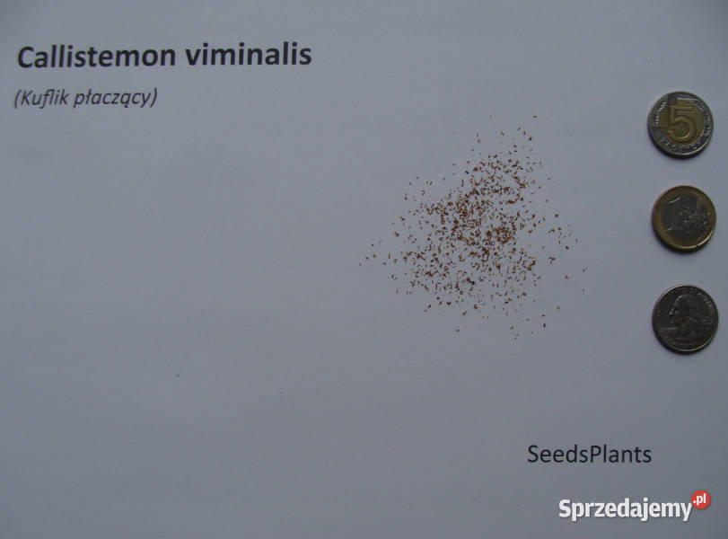 KUFLIK PŁACZĄCY Callistemon viminalis NASIONA Ogród Lubanie