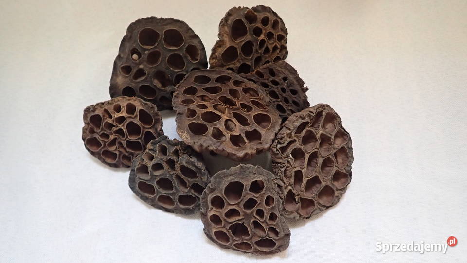 Kwiat Lotosu suszony naturalny Paczka 20 śląskie Siewierz