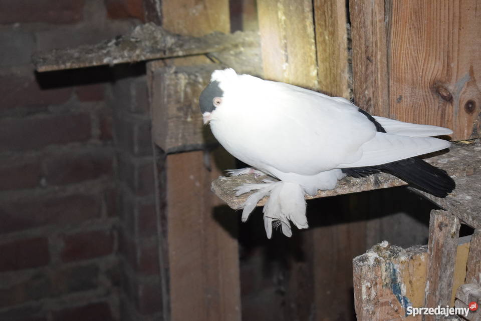 gołębie fajfry pawiki krymki lubelskie Agatówka