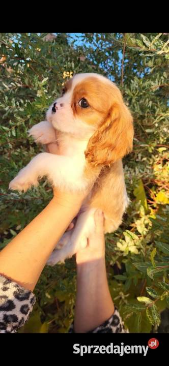 Dwa pieski cavalier King Charlie spaniel Kielce