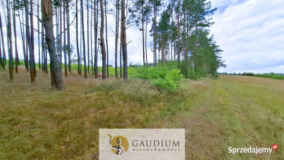 DUŻA DZIAŁKA ROLNA Z LASEM MĘCIKAŁ gm Brusy Męcikał