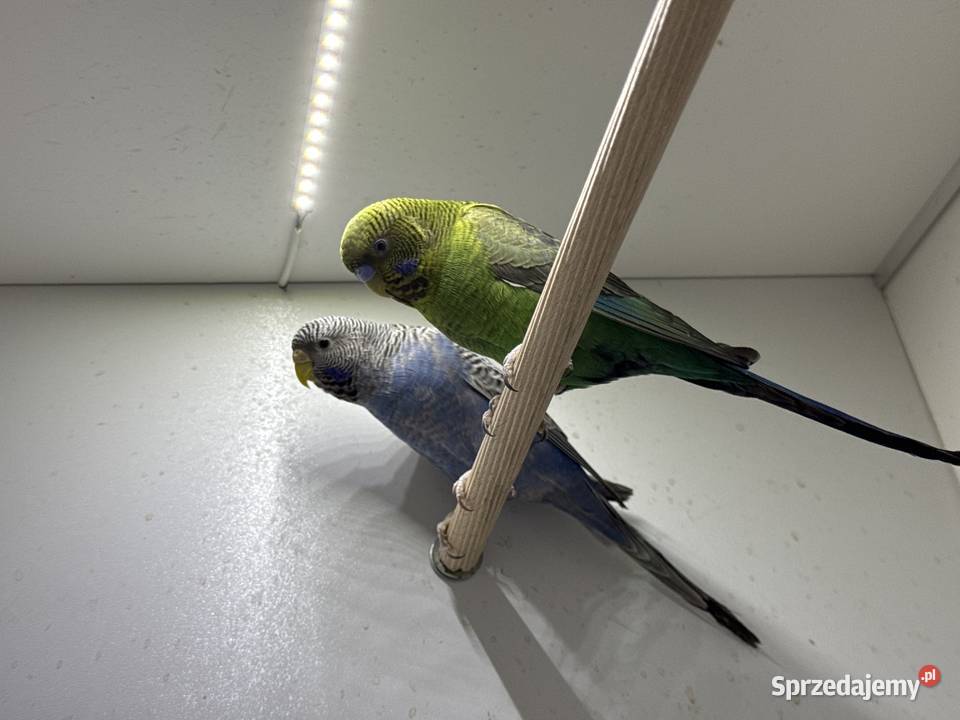 Papużki Faliste Blackface 2025 Brzeszcze