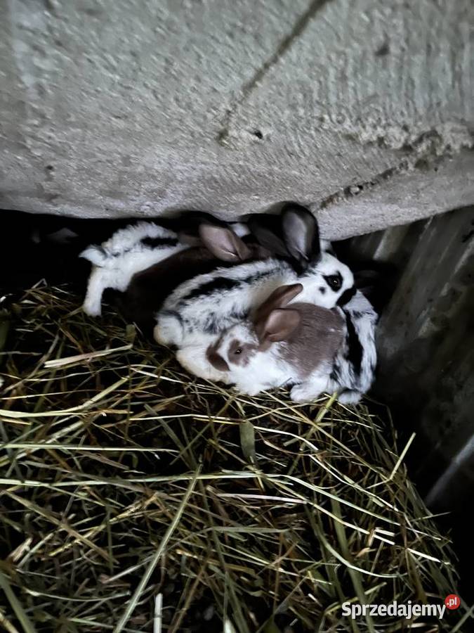 Króliki Janowo sprzedam