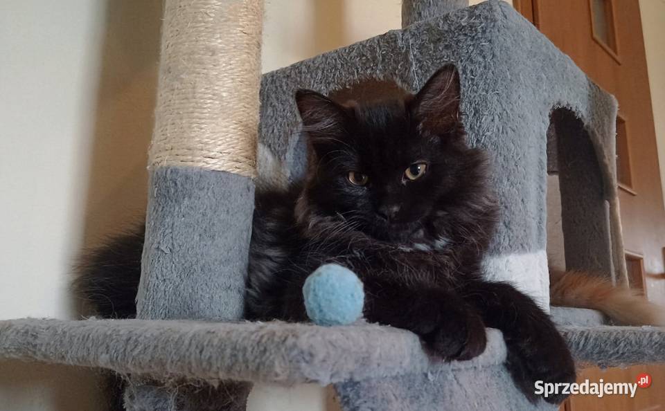 Śliczny Kocurek Syberyjski Odi PZFWCF Sochaczew