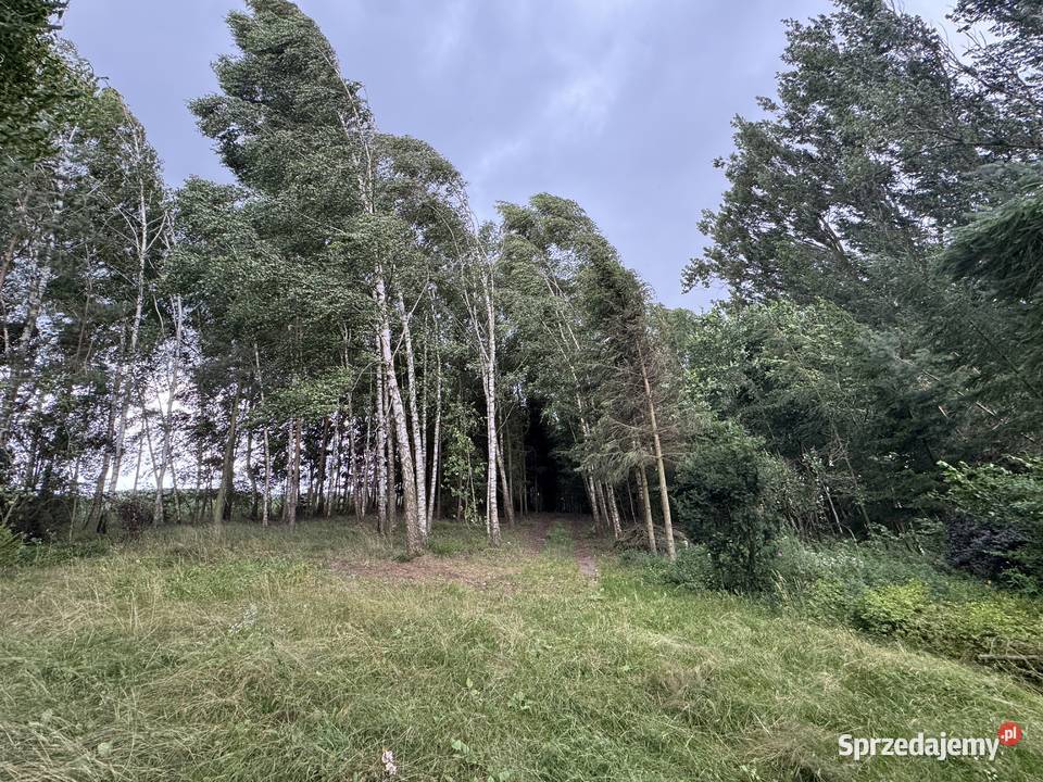DZIAŁKA REKREACYJNA 5000 m SMOLEŃPOLUBY WŁASNY 5000m2 Borkowo-Falenta