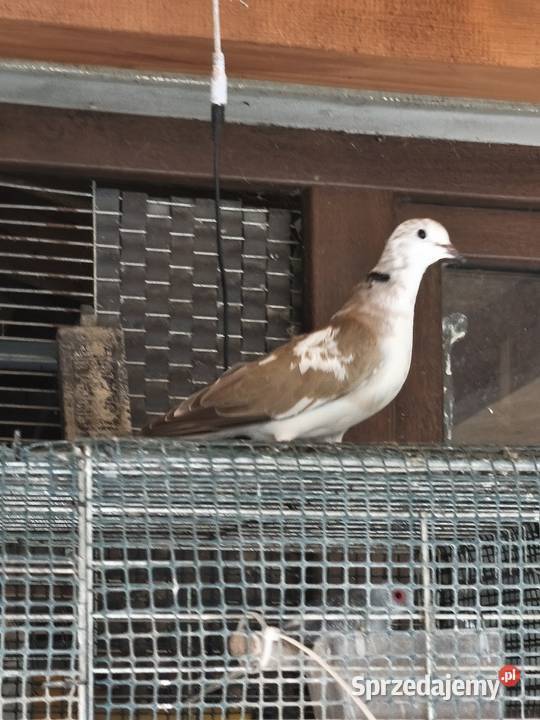 Cukrowki ptaki Zwierzęta Wrocław sprzedam