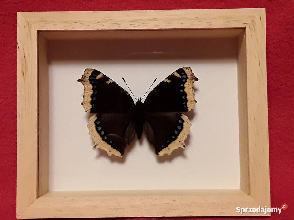 Motyl w ramce 12 x 10 Nymphalis antiopa 62 mm Szczecin sprzedam