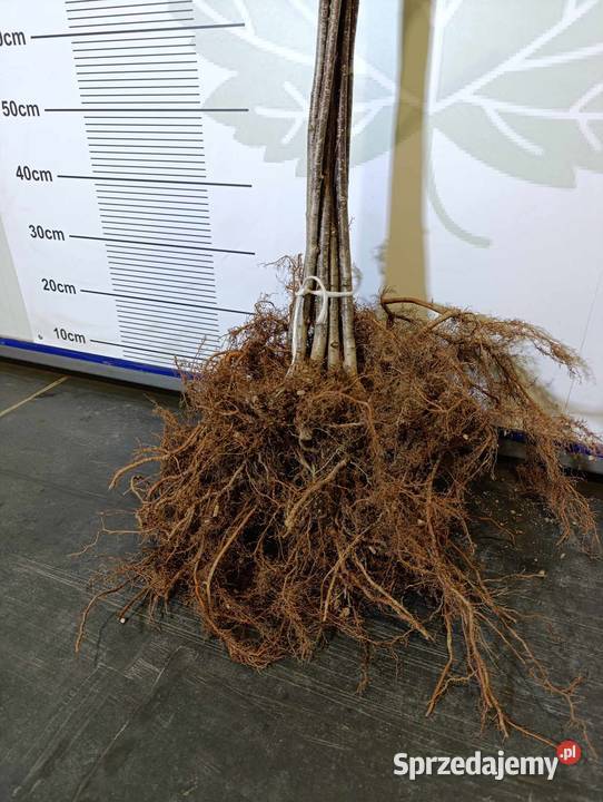 Sadzonki aronii PIENNEJ 90 ładne 2024