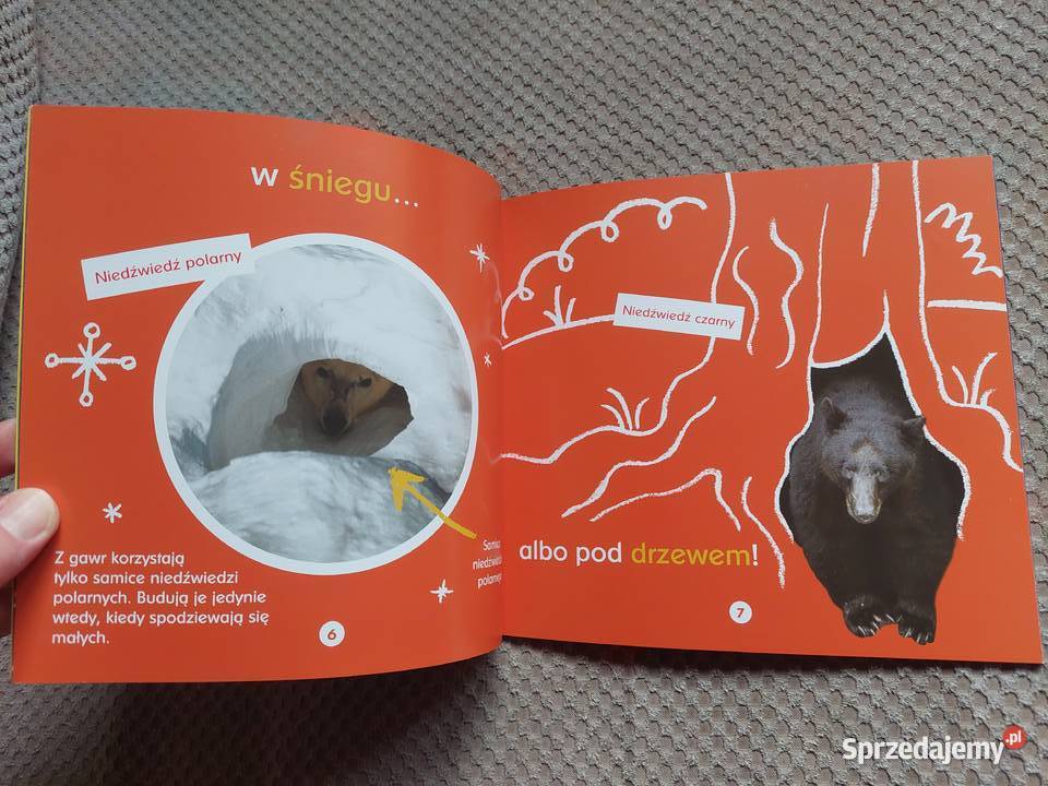 O gawrach czyli niedźwiedzich łóżkach Becky miękka