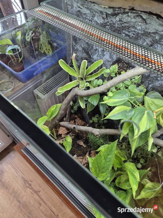 Terrarium Tropikalne 40x40x60 Oświęcim