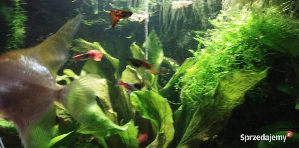 Gupiki ryby akwariowe rybki akwarium sprzedam