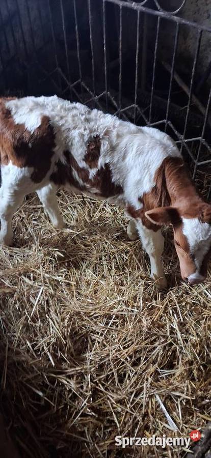Sprzedam byczka małopolskie Książ Wielki