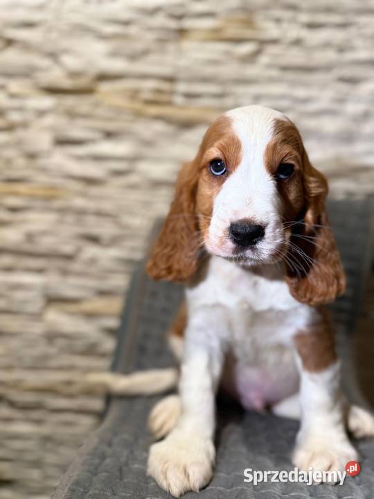 Wyjątkowy piesek Cocker Spaniel Angielski z