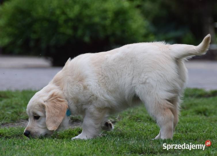 Golden retriever szczenięta ZKWP FCI Łochów sprzedam