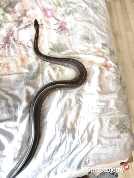 Pyton Królewski samica 2016 Radlin