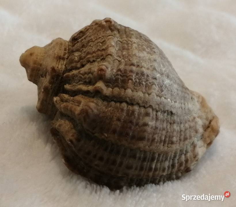 Muszla 45 59 Kreatywne Czeladź