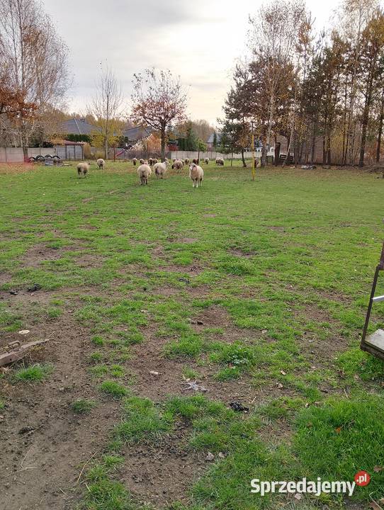Obornik nawóz Częstochowa sprzedam