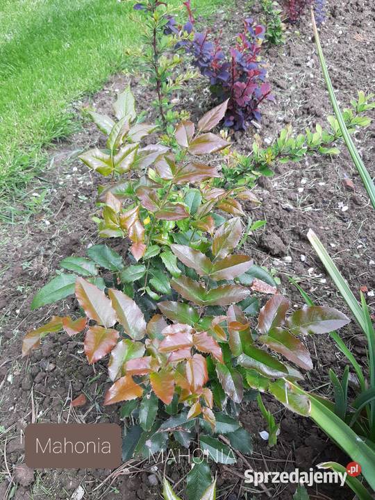 Trytoma mahonia Częstochowa