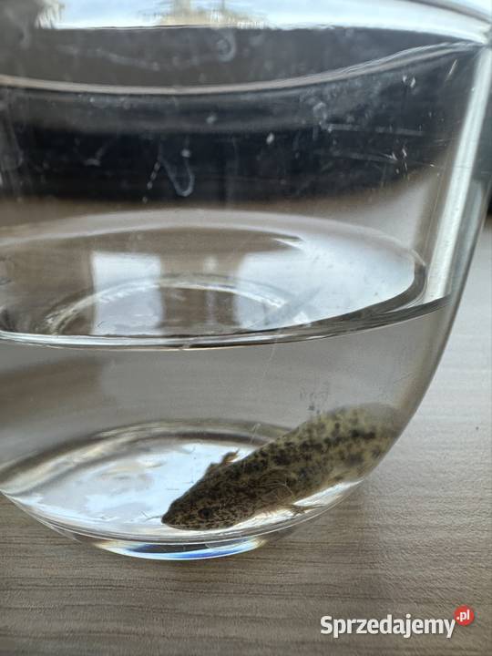 Aksolotl Axolotl Salamandra Meksykańska Płaz wielkopolskie Kępno sprzedam