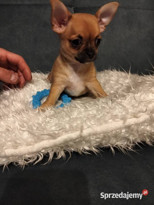 Biszkoptowa chihuahua
