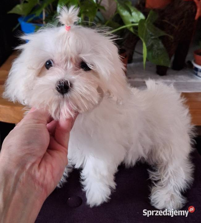 Maltanczyk szczeniak odchowana suczka z