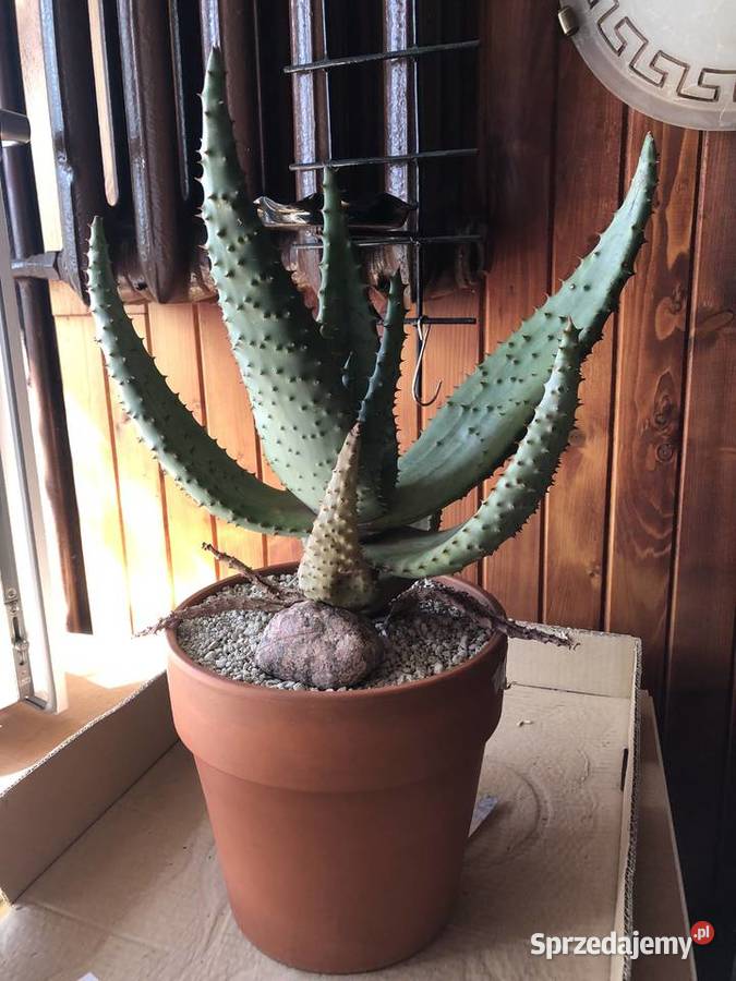 Aloes Aloe Ferox piękny rzadki w Polsce gatunek mazowieckie Piastów