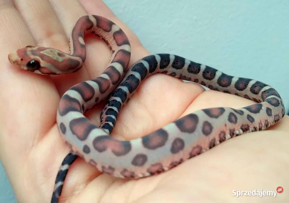 Wąż zbożowy węże zbożowe zbożówka SCALELESS bez Gady i płazy Warszawa