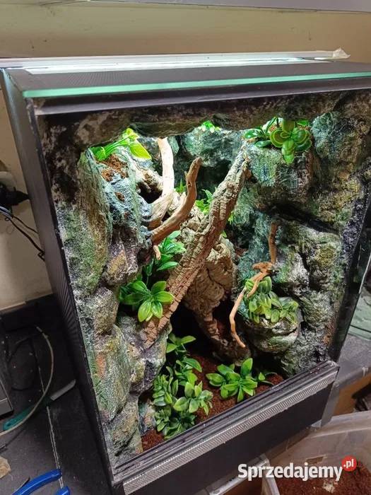 Terrarium tropikalne gekon gekona 40x40x60 wielkopolskie