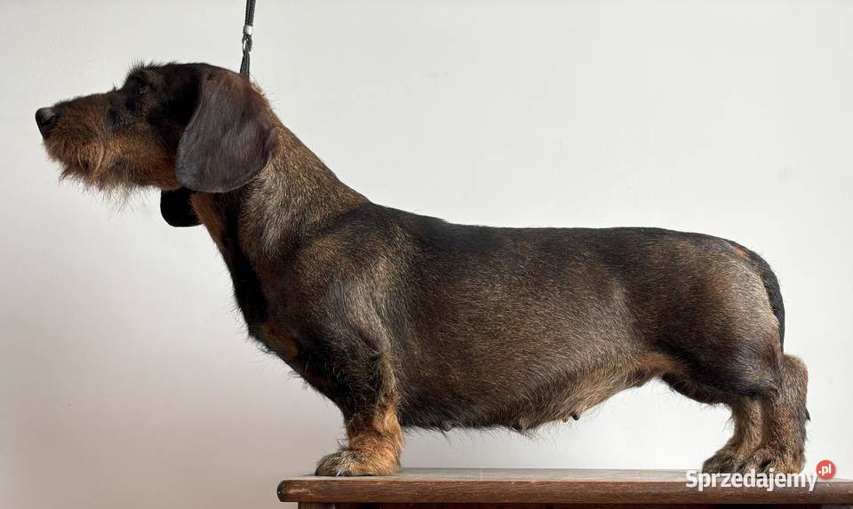 Jamnik Szorstkowłosy Standardowy ZKWP FCI