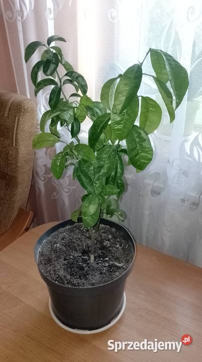 Drzewko mandarynki Czarzyzna