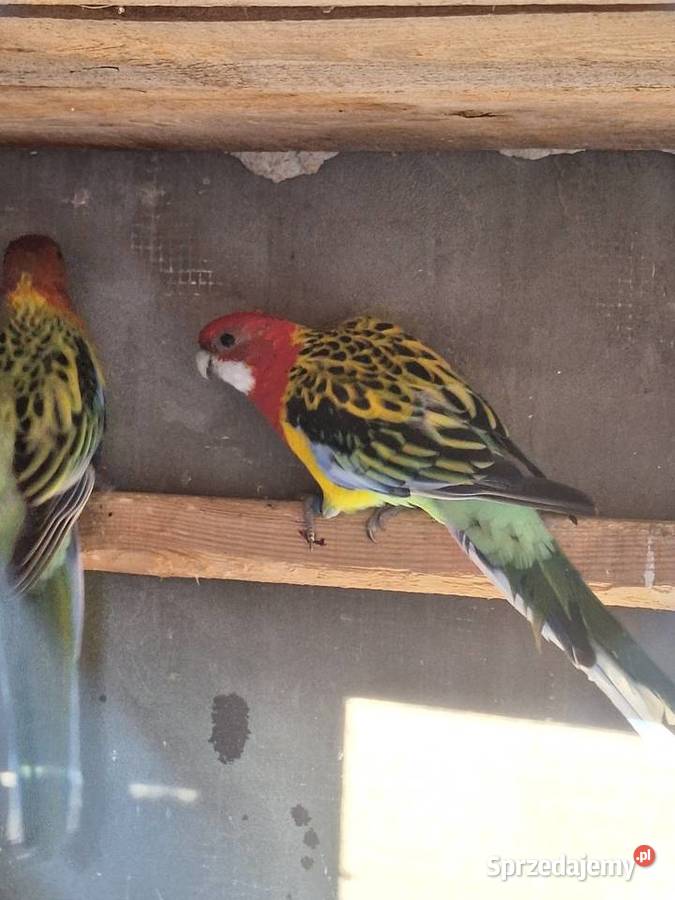 Młode rozelle białolice kujawsko-pomorskie Szubin