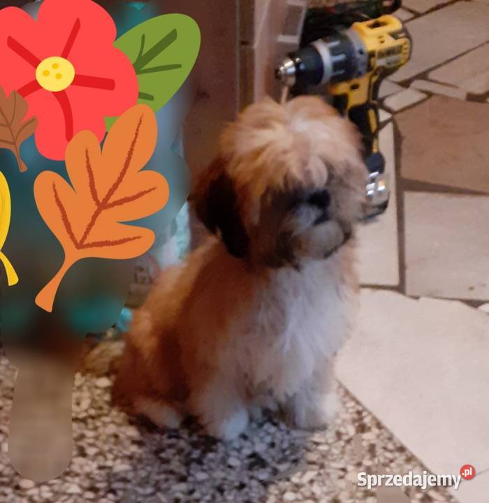 lhasa apso kuzyn shih tzu Wodzisław Śląski