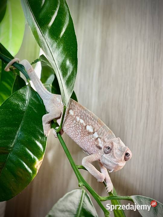 Kameleon lamparci samiczki Gady i płazy Tczew