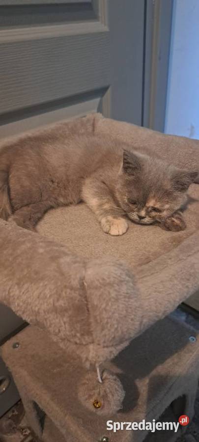 Kotka brytyjska Brytyjski Wrocław