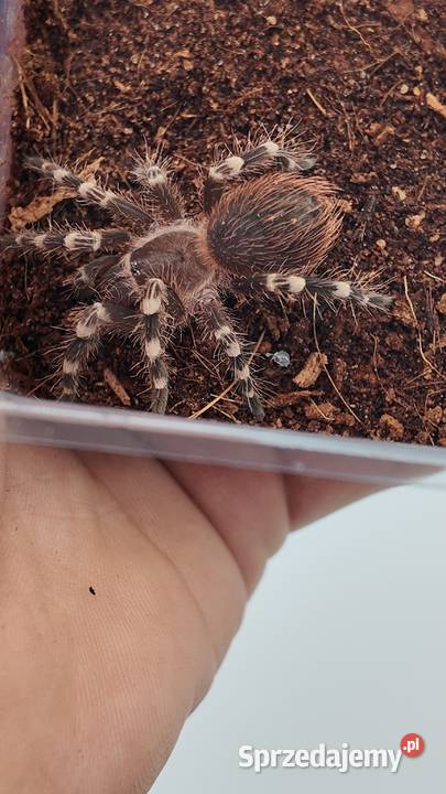 Acanthoscurria geniculata ptasznik białokolanowy warmińsko-mazurskie Olsztyn