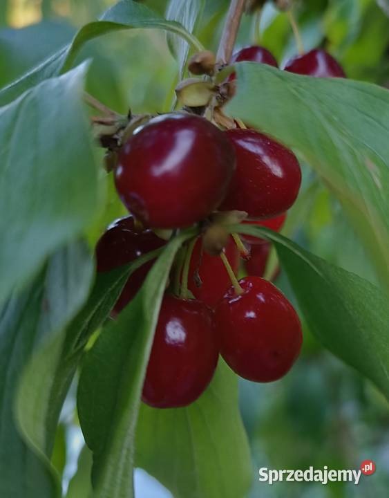 Dereń jadalny mrożony naturalny skarb z sadu Stryjów
