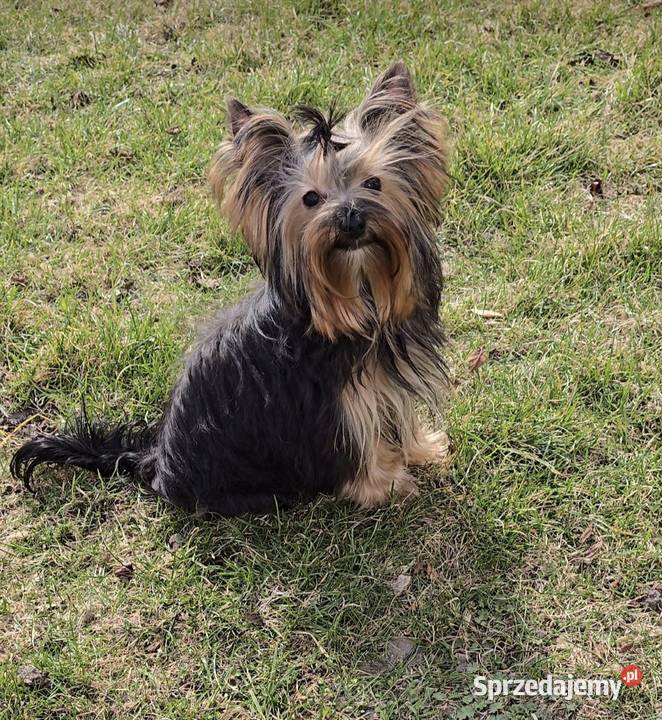 Yorkshire terrier Psy Suwałki